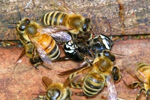 How to Stop Bees From Becoming Too Aggressive