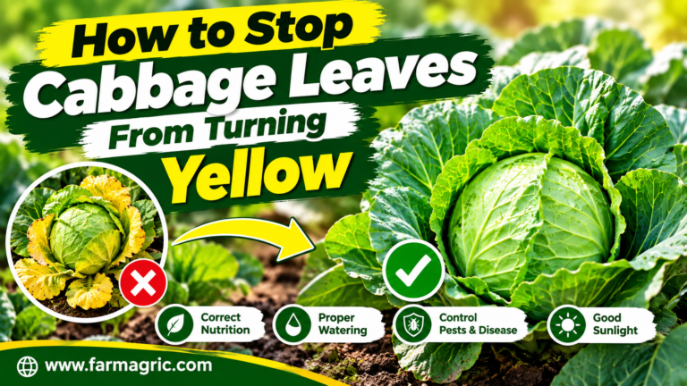 How to Stop Cabbage Leaves From Turning Yellow