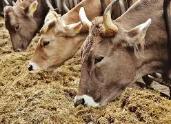 How to Stop Cattle From Losing Weight During Dry Season