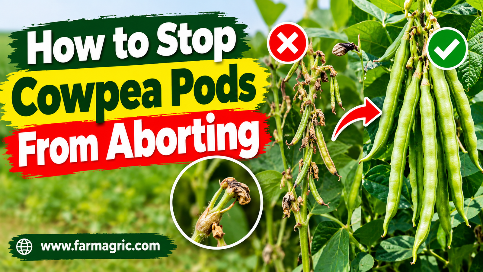 How to Stop Cowpea Pods From Aborting
