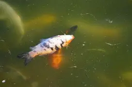 How to Stop Fish From Dying Suddenly in a Pond