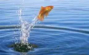 How to Stop Fish From Jumping Out of the Pond