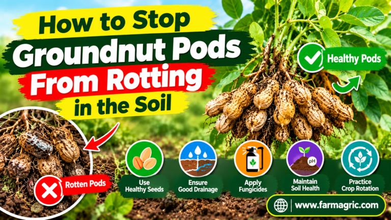How to Stop Groundnut Pods From Rotting in the Soil