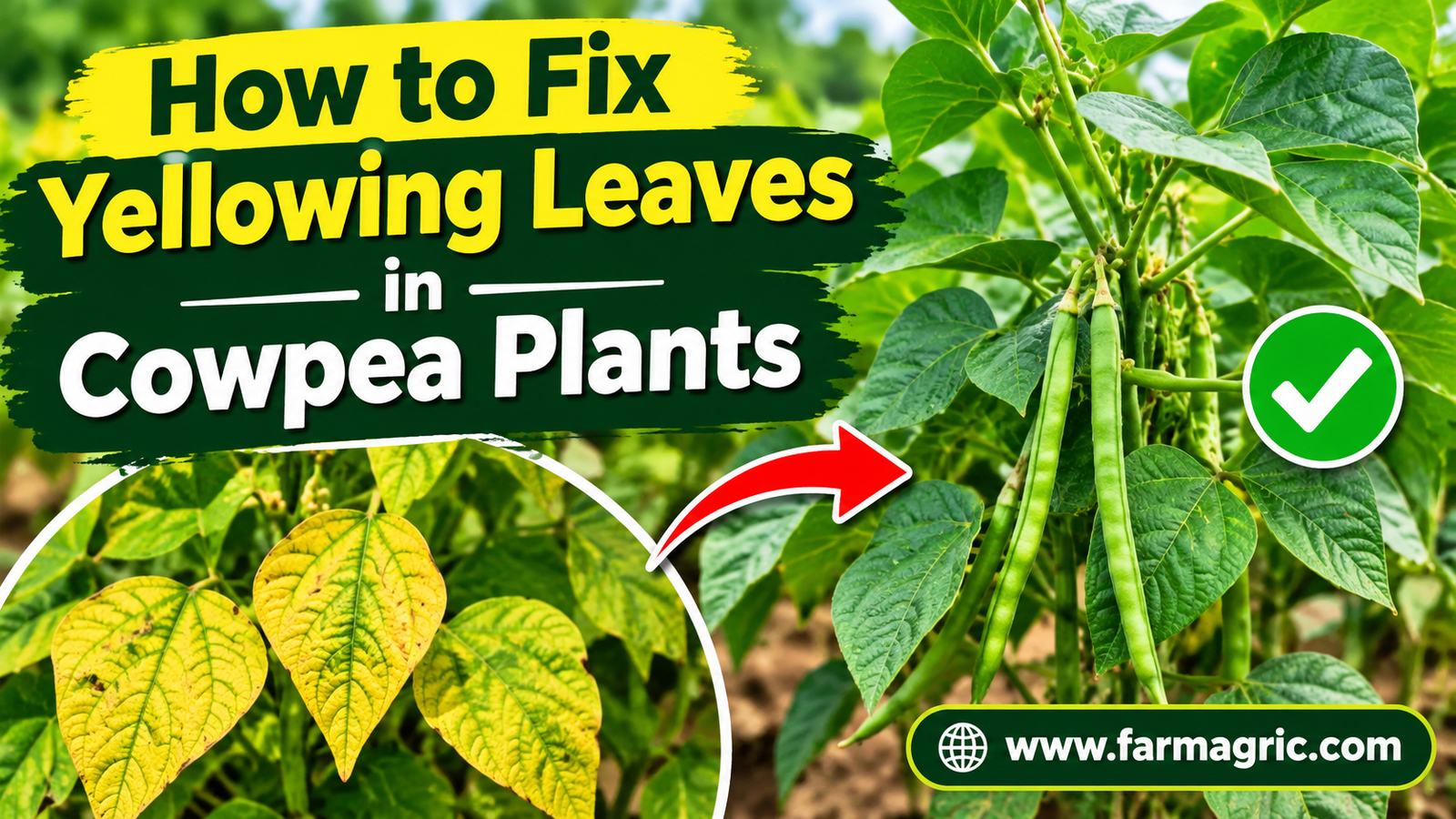 How to Fix Yellowing Leaves in Cowpea Plants