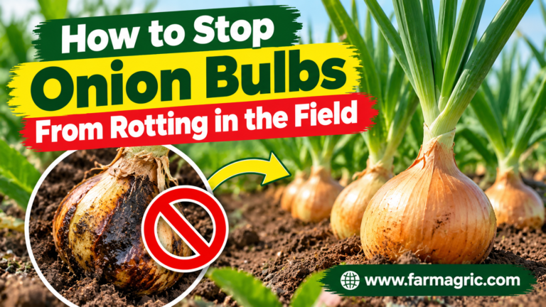 How to Stop Onion Bulbs From Rotting in the Field