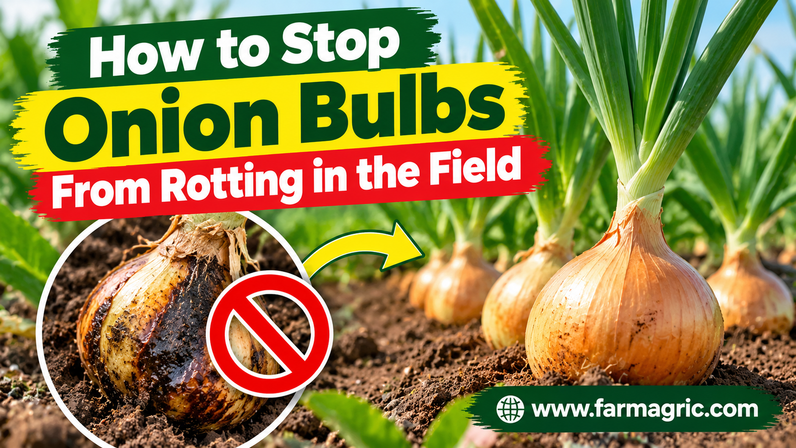 How to Stop Onion Bulbs From Rotting in the Field
