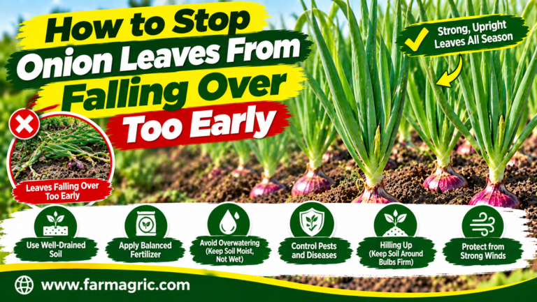 How to Stop Onion Leaves From Falling Over Too Early
