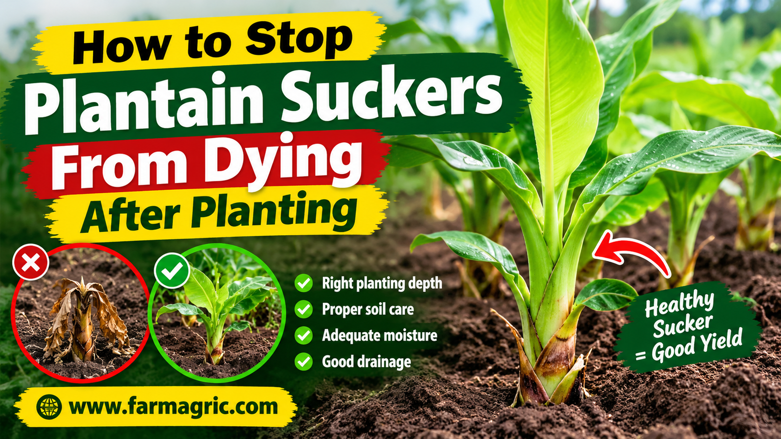 How to Stop Plantain Suckers From Dying After Planting