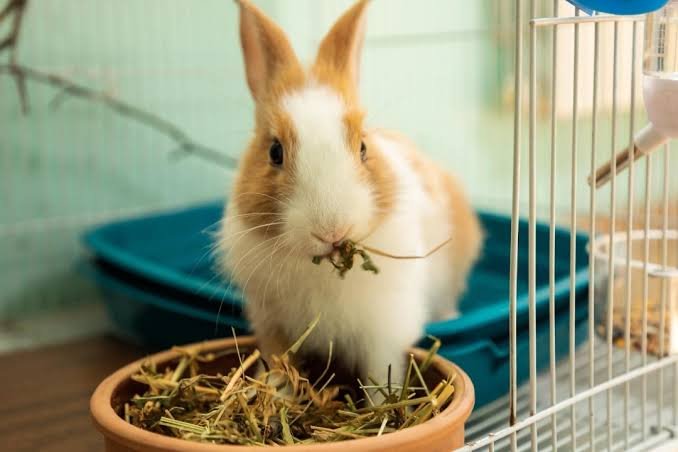 How to Stop Rabbits From Refusing to Eat