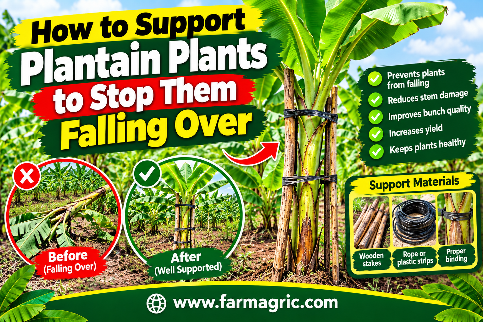 How to Support Plantain Plants to Stop Them Falling Over