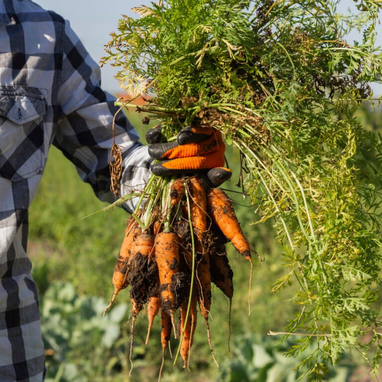 How to Track Crop Production With Farm Management Software