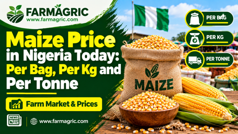 Maize Price in Nigeria Today: Per Bag, Per Kg and Per Tonne