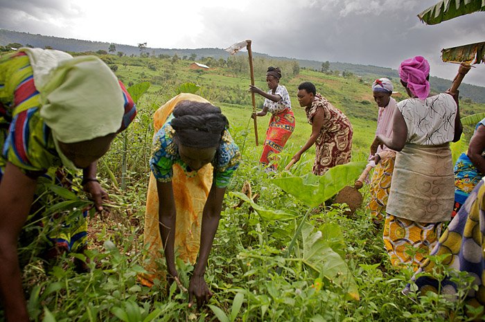 Nigeria Rolls Out Guaranteed Price Model for 2 Million Smallholder Farmers