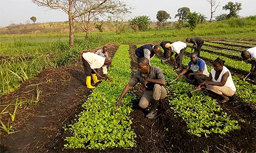 Nigerian Farmers Apply Far Less Fertiliser Than Recommended