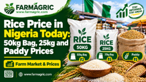 Rice Price in Nigeria Today: 50kg Bag, 25kg and Paddy Prices