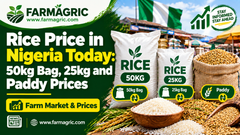 Rice Price in Nigeria Today: 50kg Bag, 25kg and Paddy Prices