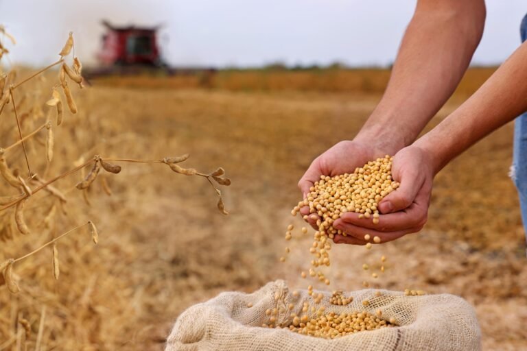 Soybeans Left Out of US-China Tariff Cuts: What It Means for Farmers