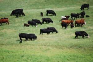US Cattle Herd Near Historic Low as Beef Prices Continue to Rise