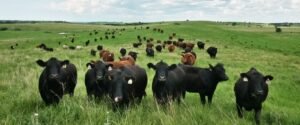 US Cattle Herd Near Historic Low as Beef Prices Continue to Rise