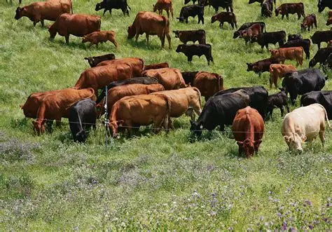 US Cattle Herd Near Historic Low as Beef Prices Continue to Rise