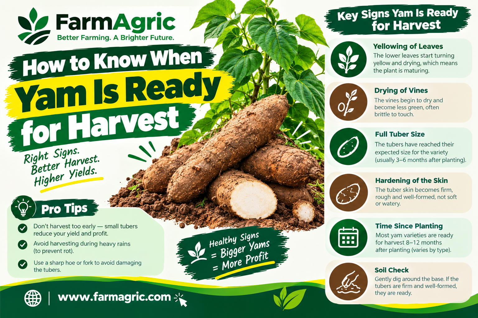 How to Know When Yam Is Ready for Harvest