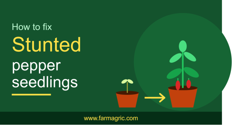 How to Fix Stunted Pepper Seedlings