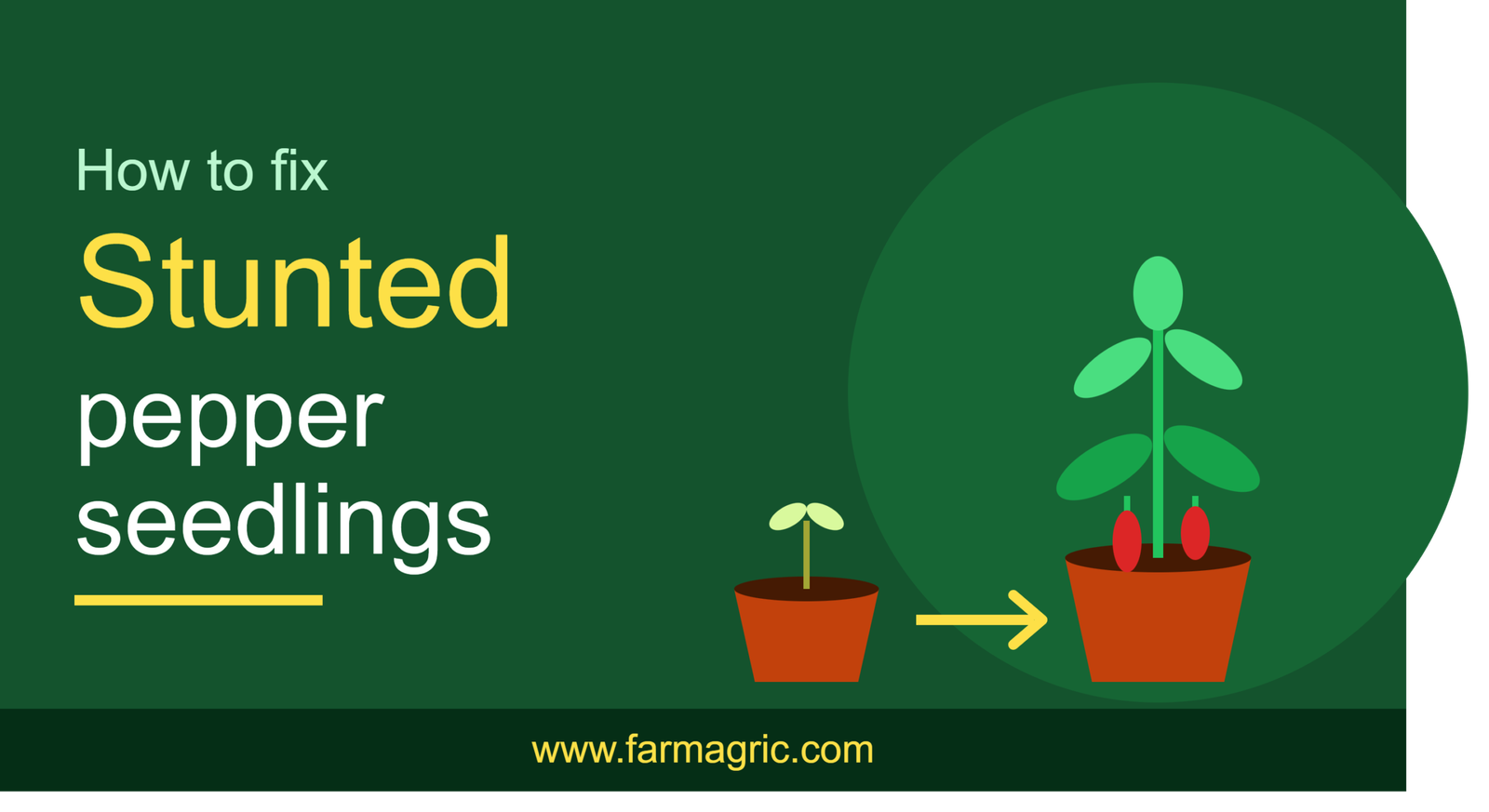 How to Fix Stunted Pepper Seedlings